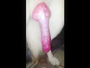 Animal showcasing its red penis for the camera