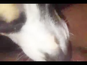 Dog licking pussy