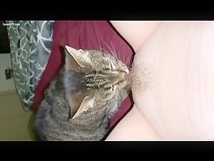 Cat licking pussy