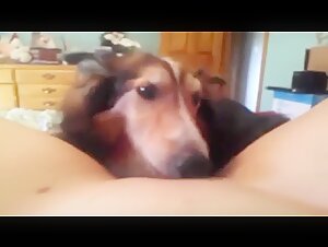 Dog licks my pussy