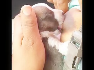 Mother breastfeeding a puppy 7
