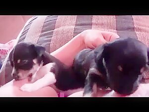 breastfeeding puppies