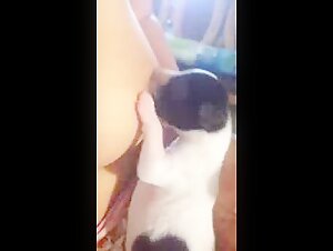 Breastfeeding puppies
