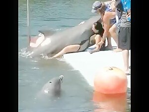 Dolphin play