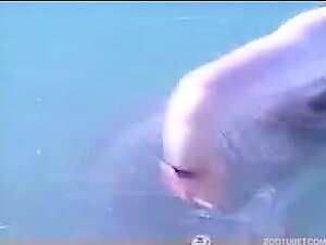 Woman makes male dolphin hard