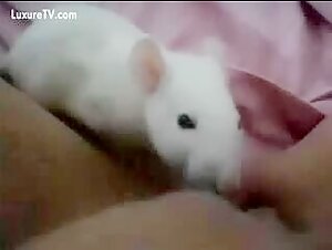 white rat licking pussy