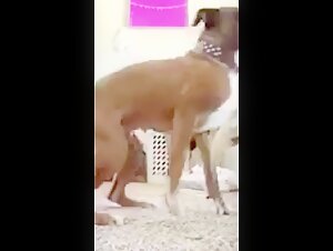 Dog licking a pussy