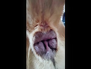 atramedes87 mastiff video - 4 - butthole