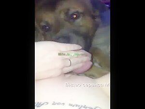 Dog licking pussy with orgasm