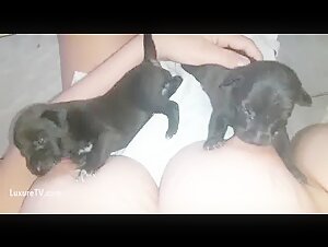 puppies sucking huge veiny tits