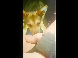 Irish Girl -  More of dog licking pussy in car video 1