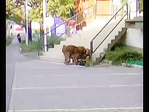 Street dog try to fuck drunk slut