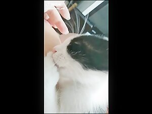 Breastfeeding cat